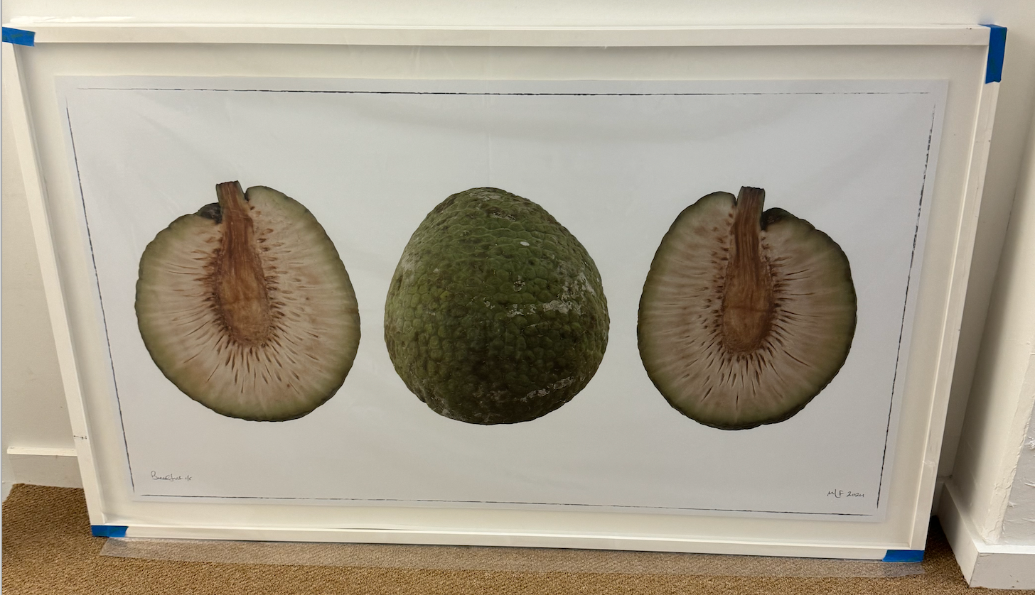 Martin Lewis Bread Fruit Triptych Framed 60X36 