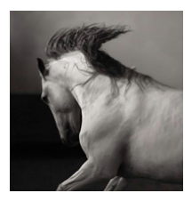 Laurence Guillem &quot;Hermes Stallion&quot; 36x34.5