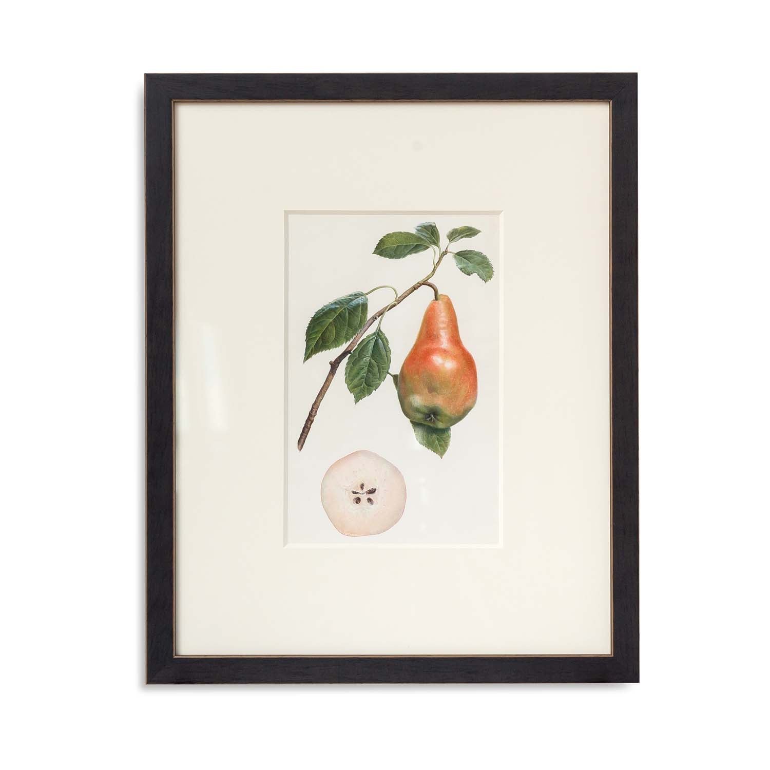 Pear Watercolor 